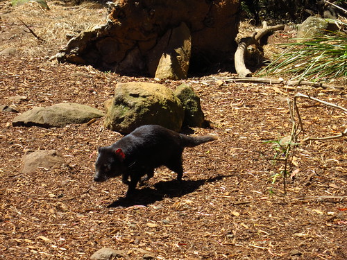 tasmanian devil skip like walking