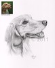 Long-haired Dachshund. Commission, A4