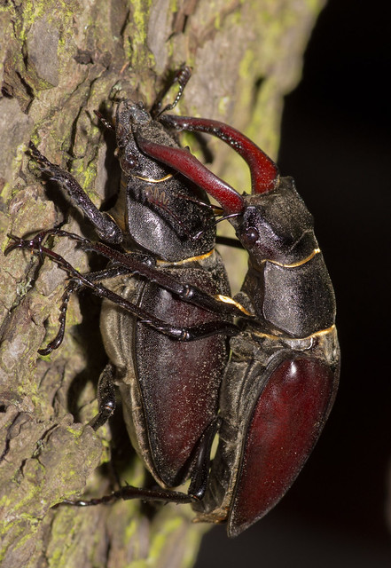 mating stag beetles