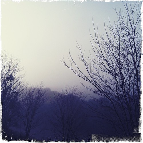 the view outside my studio on a foggy morning