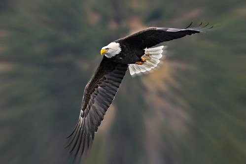 Iconic Eagle