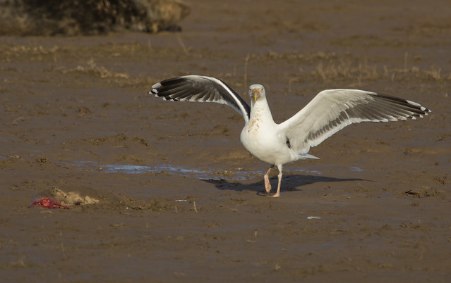 adult black backed gull landing