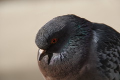 Pigeon Profiles