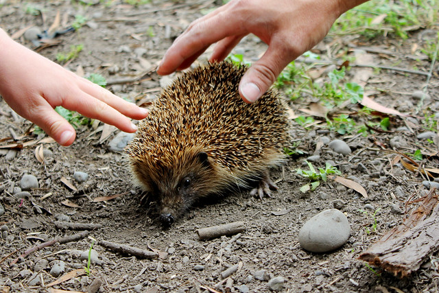 Petting the hedgehog