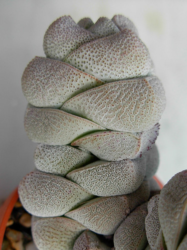 Crassula deceptor by Succulents Love