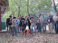 臺灣黑熊研究團隊示範所訓練的臺灣黑熊排遺偵測犬。 (黃美秀 攝)