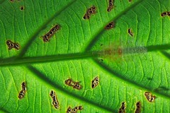 Hemiptera (Borneo)