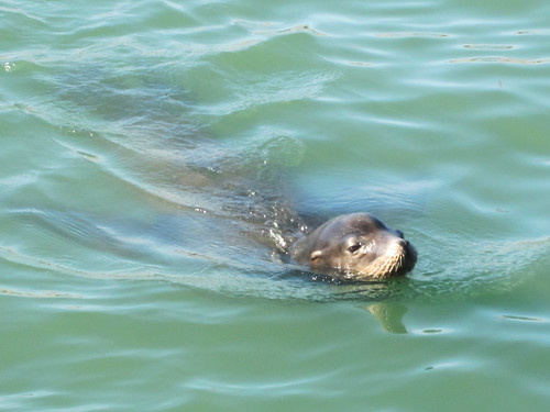 Swimming Seal