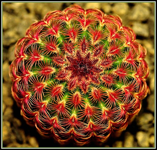Cactus #16 (Echinocereus pectinatus). by like jazz