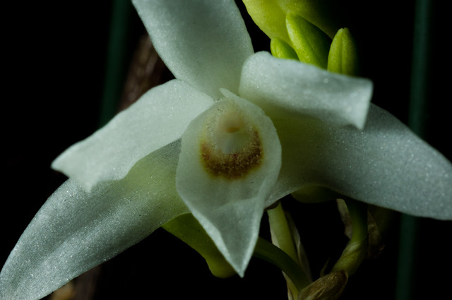 Dendrobium monoliforme
