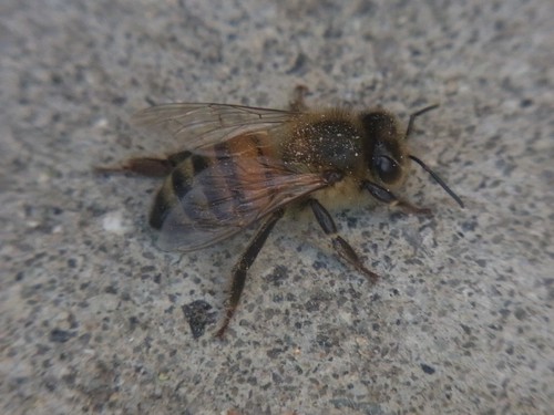 Pasadena, CA のミツバチ
