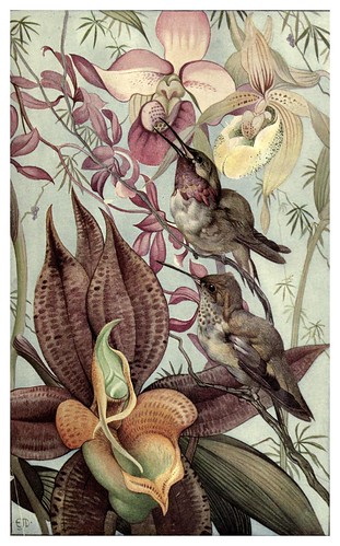 046-Catasetum y Cypripedium-News of spring and other nature studies 1917- Ilustrado por Edward J. Detmold
