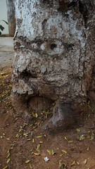 Tree With Face