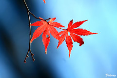Autumn_Colors_2011