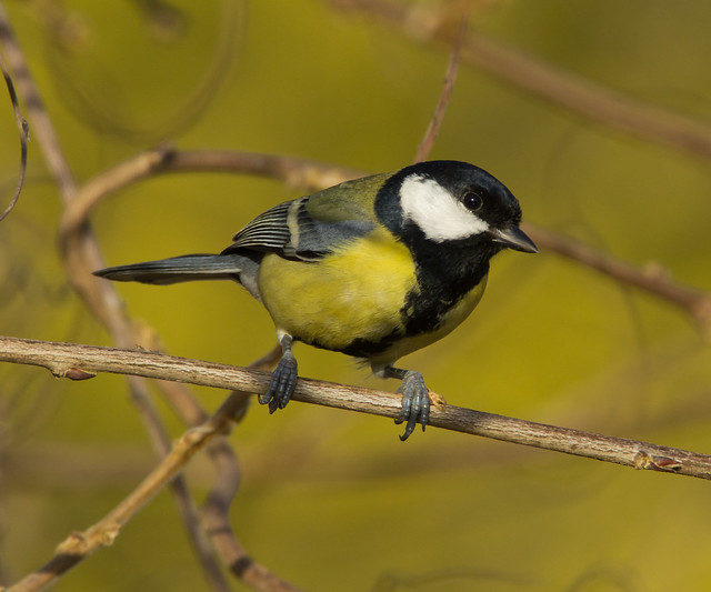 great tit green background