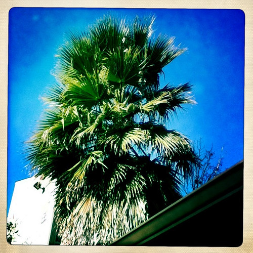 January 7: Hipstamatic Palm Tree
