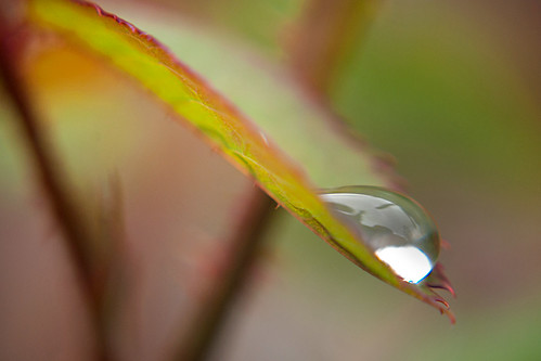 Water drop 8 - Leaf 2