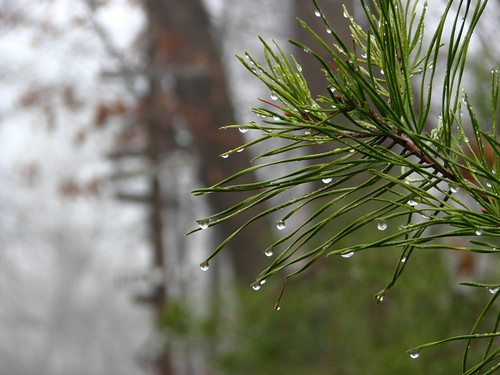 Pine Drops by paynehollow