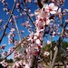 Cherry Blossoms at Balboa Park, Los Angeles, CA