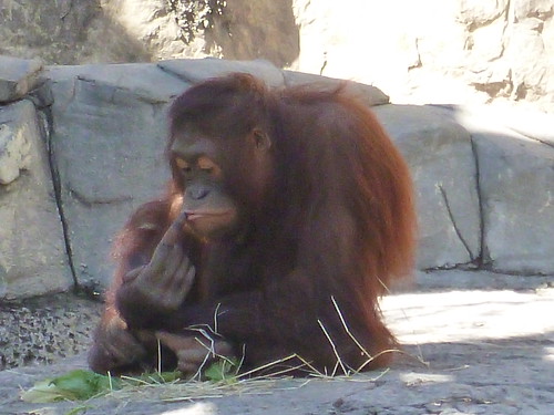 Orangutan Picking Nose
