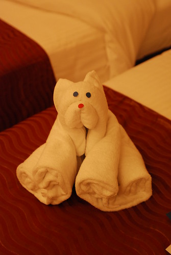 Towel cat