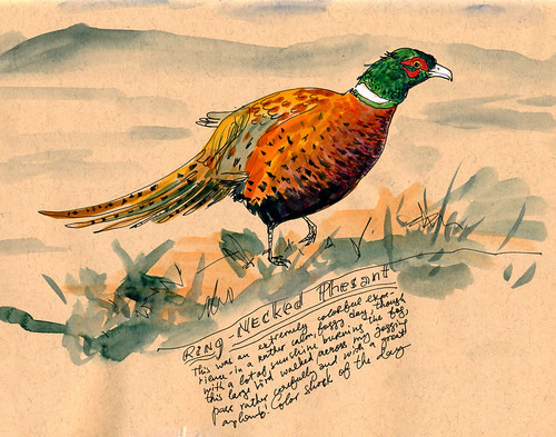 November 2011: Meeting a Ring-Necked Pheasant by apple-pine