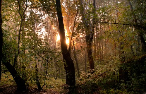 無料写真素材|自然風景|森林|樹木