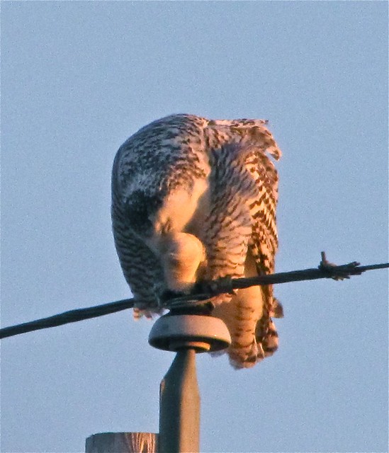 Snowy Owl in McLean County 61