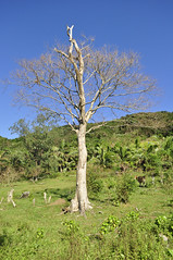Palaui Island 