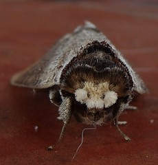 Notodontid moth (Phalera sp.)