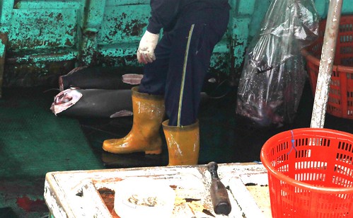 勝吉輝7號上漁工身後有兩隻已去鰭的鯊魚屍體，另有一袋魚翅。帛琉經濟海域在2009年已被列為鯊魚保育區，該船卻疑似在此區捕鯊魚製魚翅，已違反該區法律。(©綠色和平/Alex Hofford) 