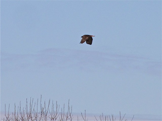 Western Red-tailed Hawk near Lake Bloomington, IL 04