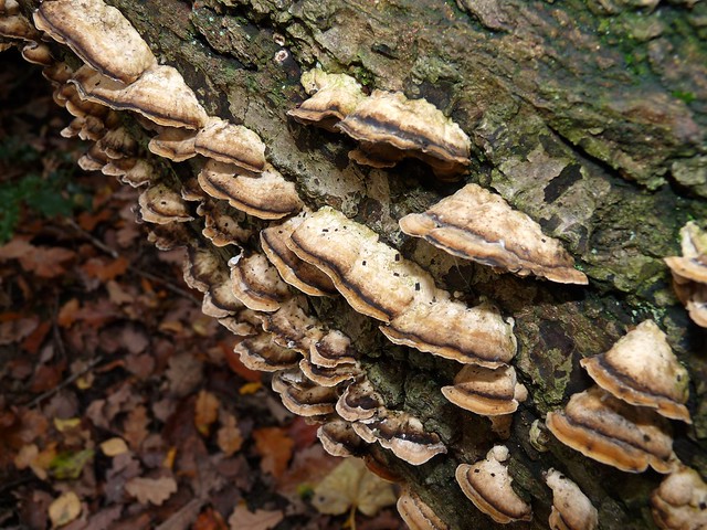 25371 - Fungi in Clayton Woods, Leeds