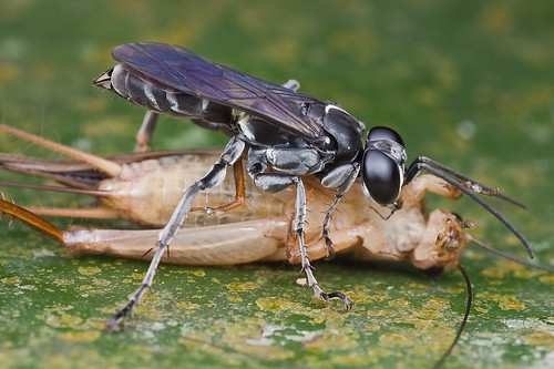 IMG_6764 copy wasp with cricket prey