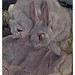 009-Las extrañas aventuras del conejo blanco-Birds and beasts 1911- Edward Detmold