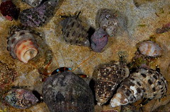 沙灘上原本因佈滿各種尺寸的貝殼，現在卻消失無蹤，或讓尺寸單一化。（攝影：廖運志）
