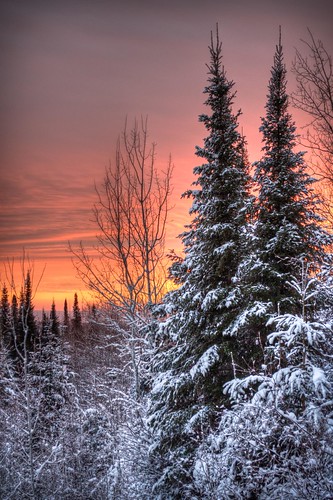 無料写真素材|自然風景|樹木|朝焼け・夕焼け|雪