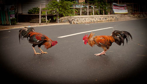 Roosters ready to fight