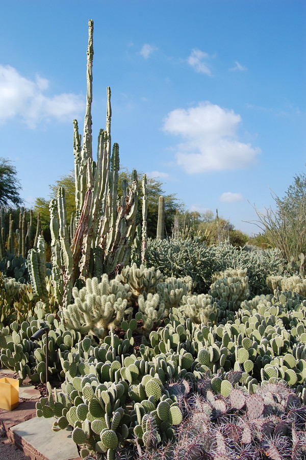 Desert Botanical Garden, Phoenix