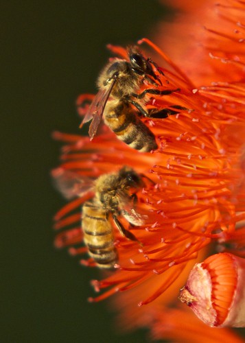 Bees Macro by sbslatts