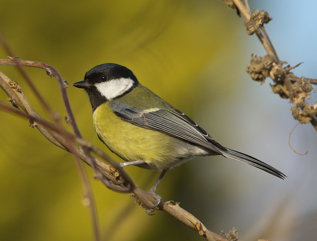great tit angled twig