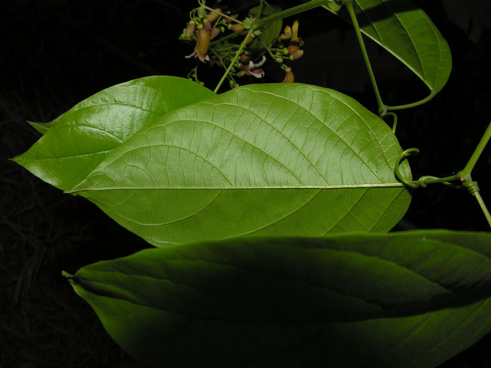 Mussatia hyacinthina image