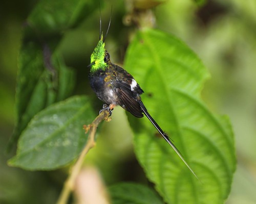 wire-crested thorntail