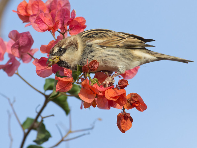 Spanish sparrow in flowers 5