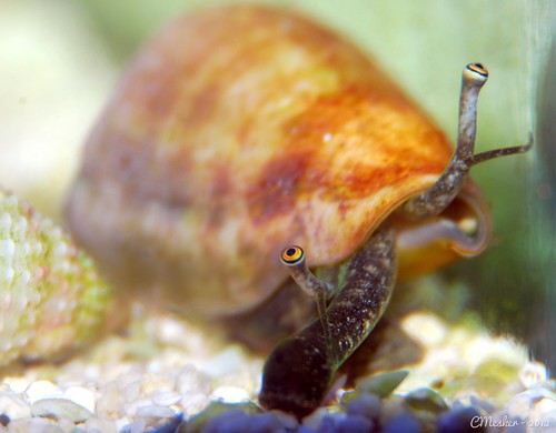 Conch Snail - 4/52