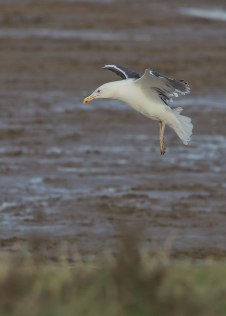 black backed gull in flight da300m + 1-7x