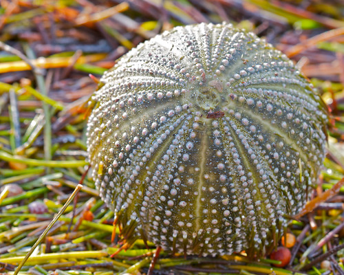 Urchin shell on the beach by alumroot