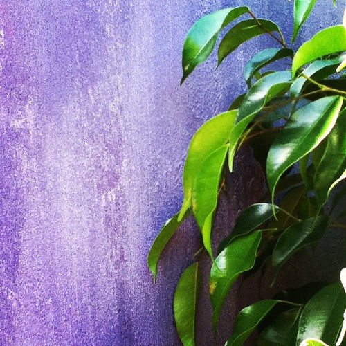 plant and painted wall