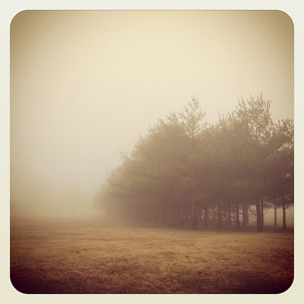 Foggy Morning #fog