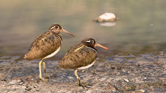 Painted Snipe - Couple